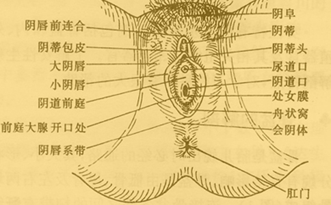 揭秘:女人生殖器最标准尺寸