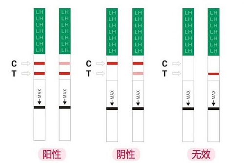 排卵试纸怎么看是排卵 排卵试纸应该怎么正确使用