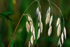 野燕麦的功效与作用是什么 雀麦与野燕麦的区分有哪些