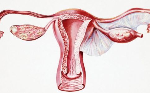 性教育知識：女性內生殖器結構圖