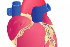 血管发出的求救信号有哪些 夏天怎么预防心血管疾病