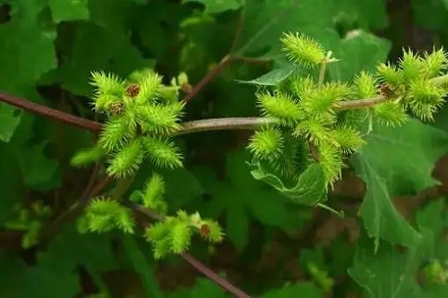 苍耳能治类风湿吗 苍耳子的副作用有哪些