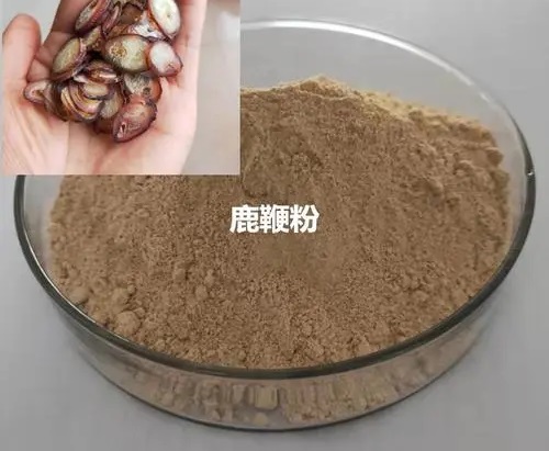 鹿鞭粉的功效与作用是什么 鹿鞭粉多少钱一克