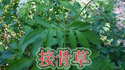 接骨草能治类风湿关节炎吗 接骨草治什么病