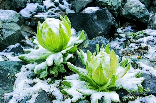 天山雪莲的功效与作用是什么 天山雪莲生长在什么地方